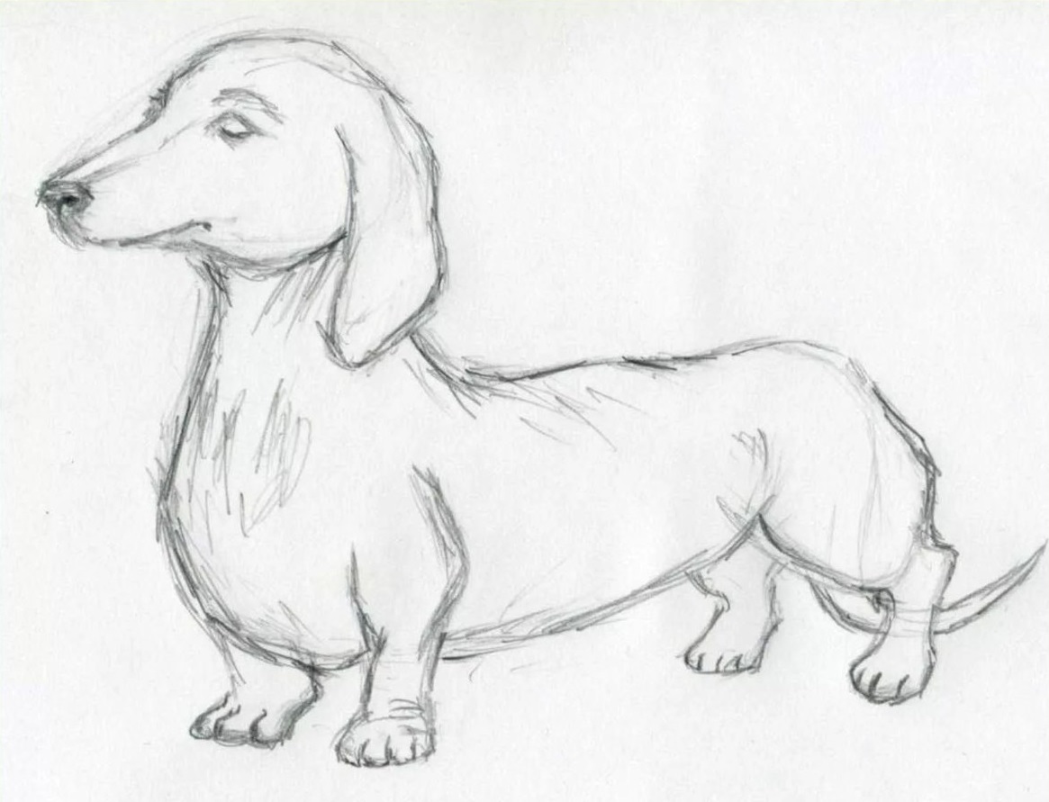 Рисунки на свободную тему легкие 6 класс. Рисунки животных карандашом для срисовки. Картинки собак для срисовки. Собака рисунок карандашом. Рисунок собаки карандашом для срисовки.