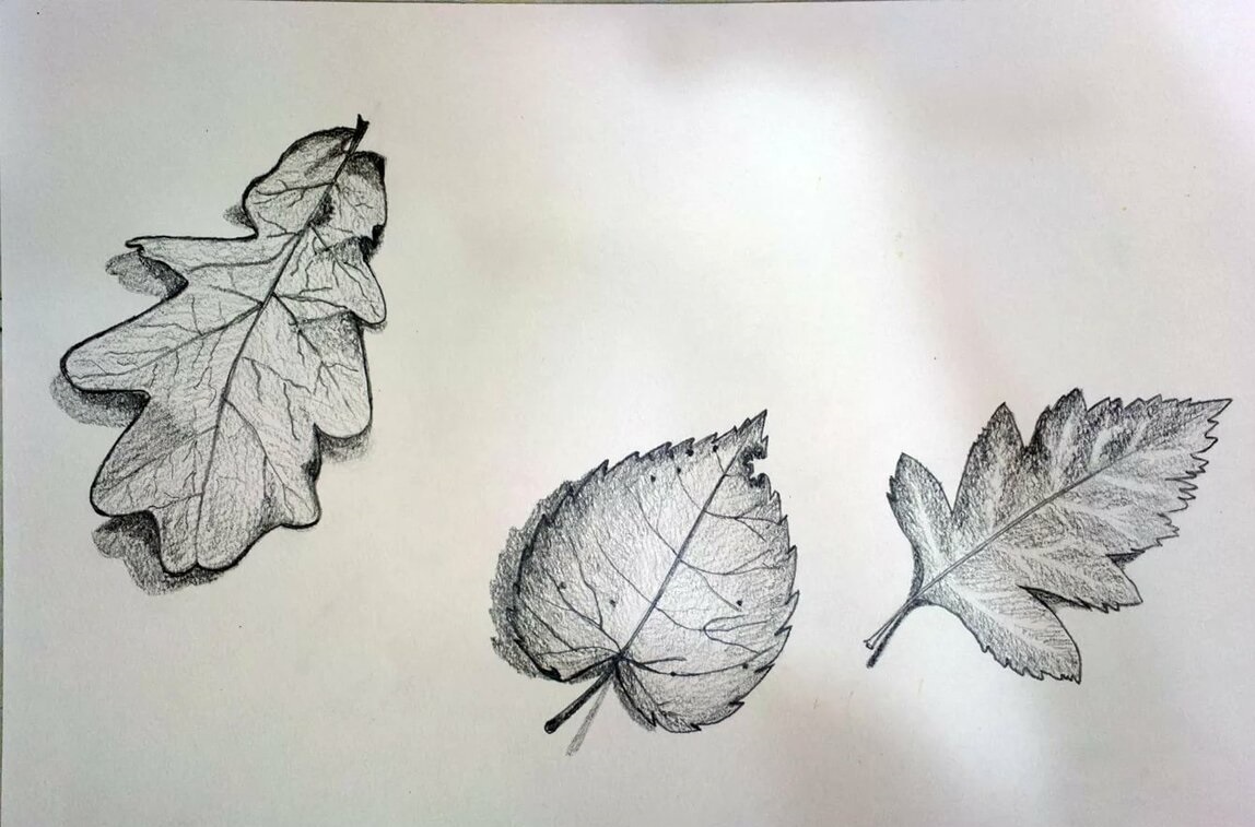 Рисование с натуры листьев деревьев