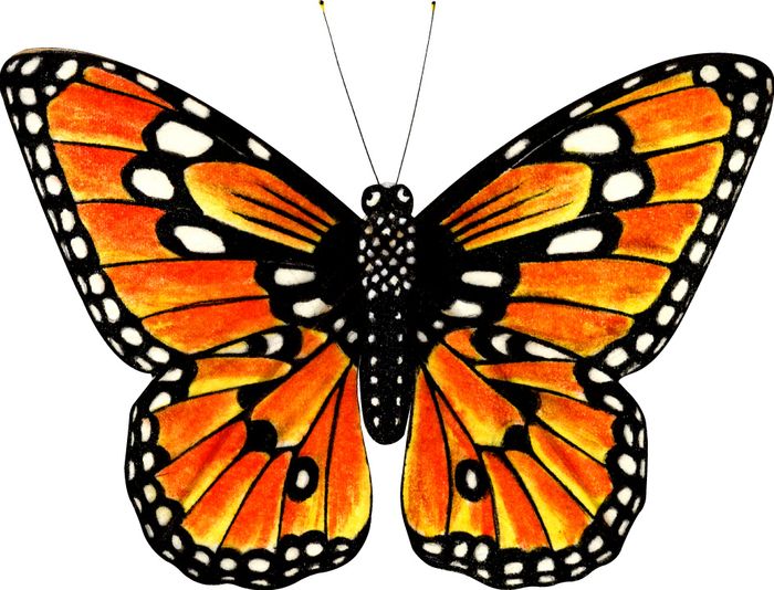Аниме картинки бабочки